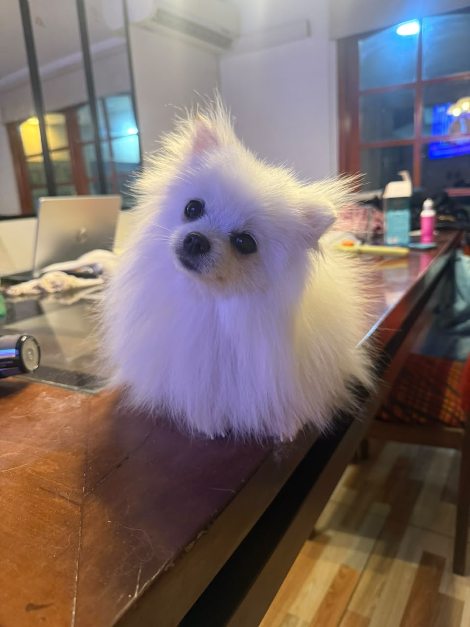 Pomerania de Fontecchio Pets