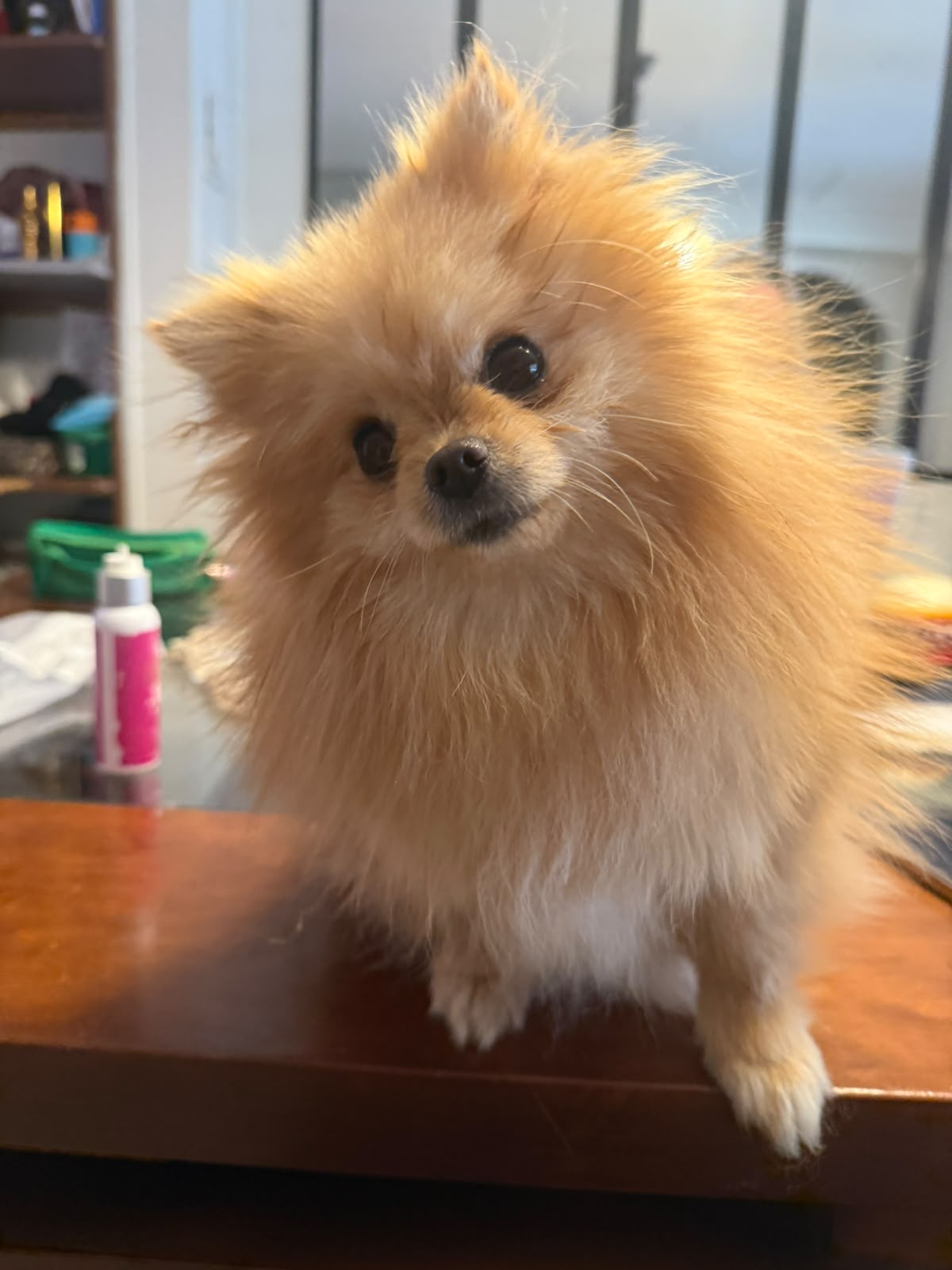 Pomerania de Fontecchio Pets