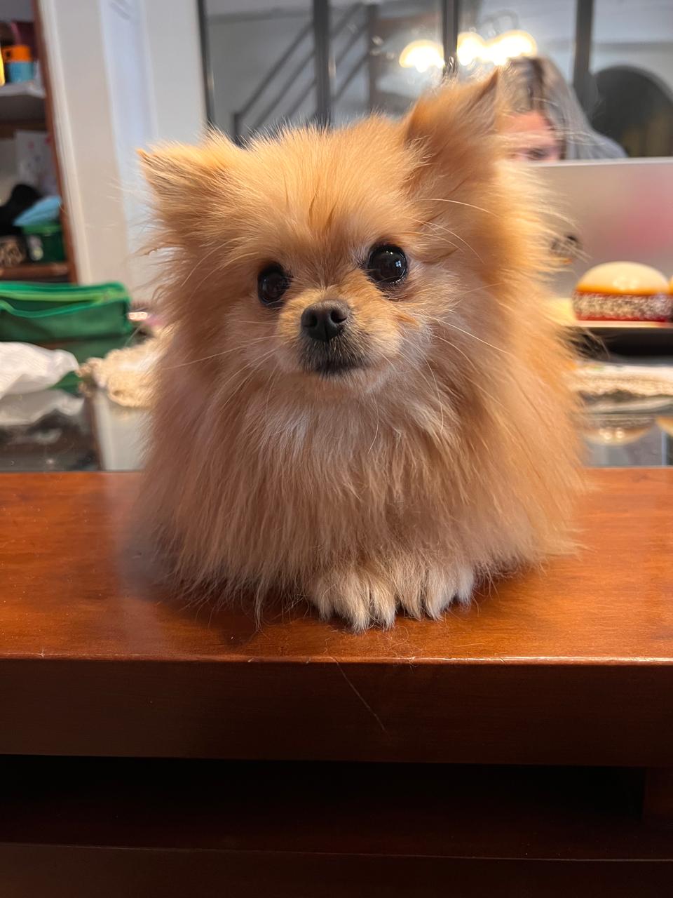 Pomerania de Fontecchio Pets