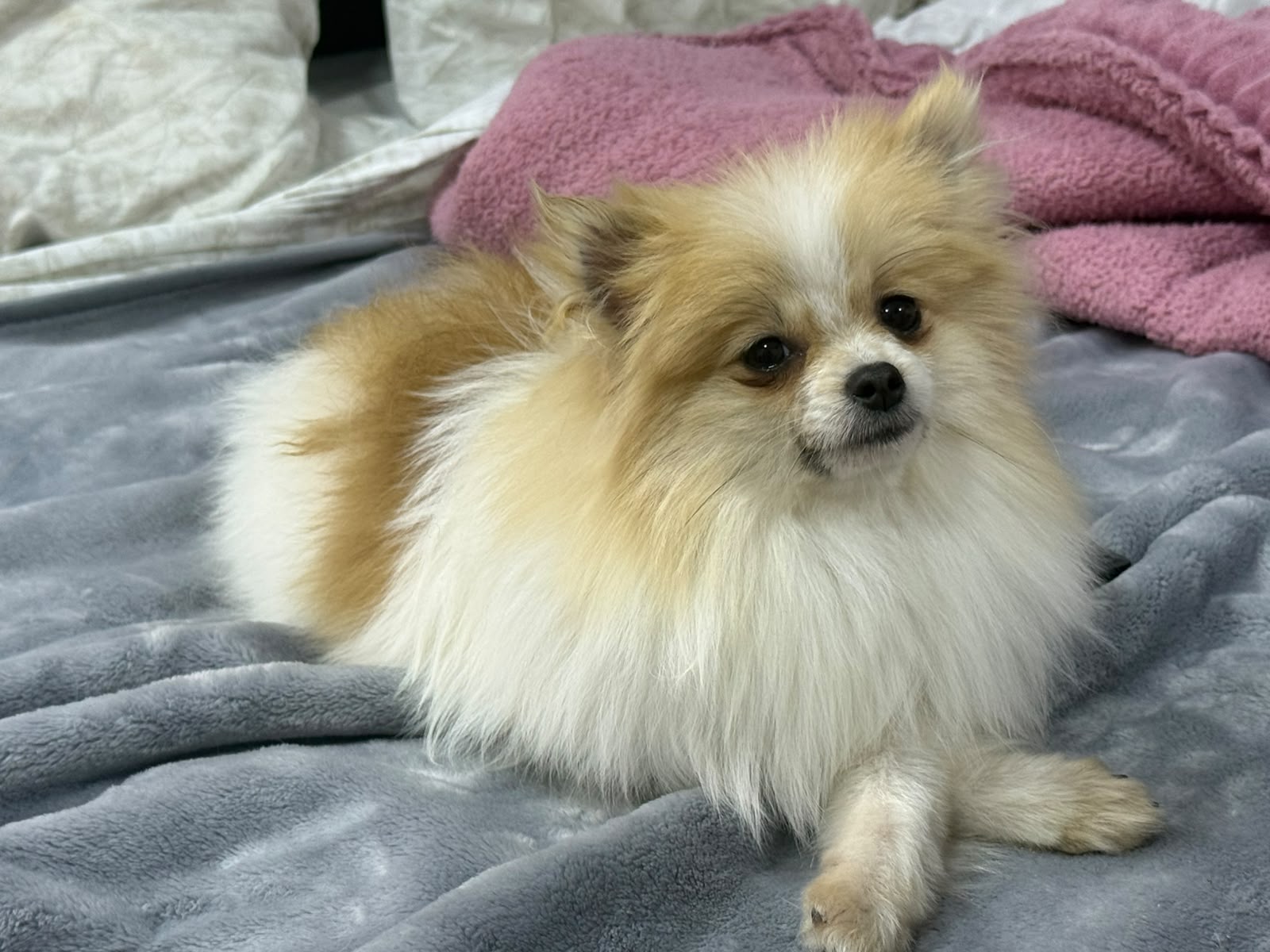 Pomerania de Fontecchio Pets