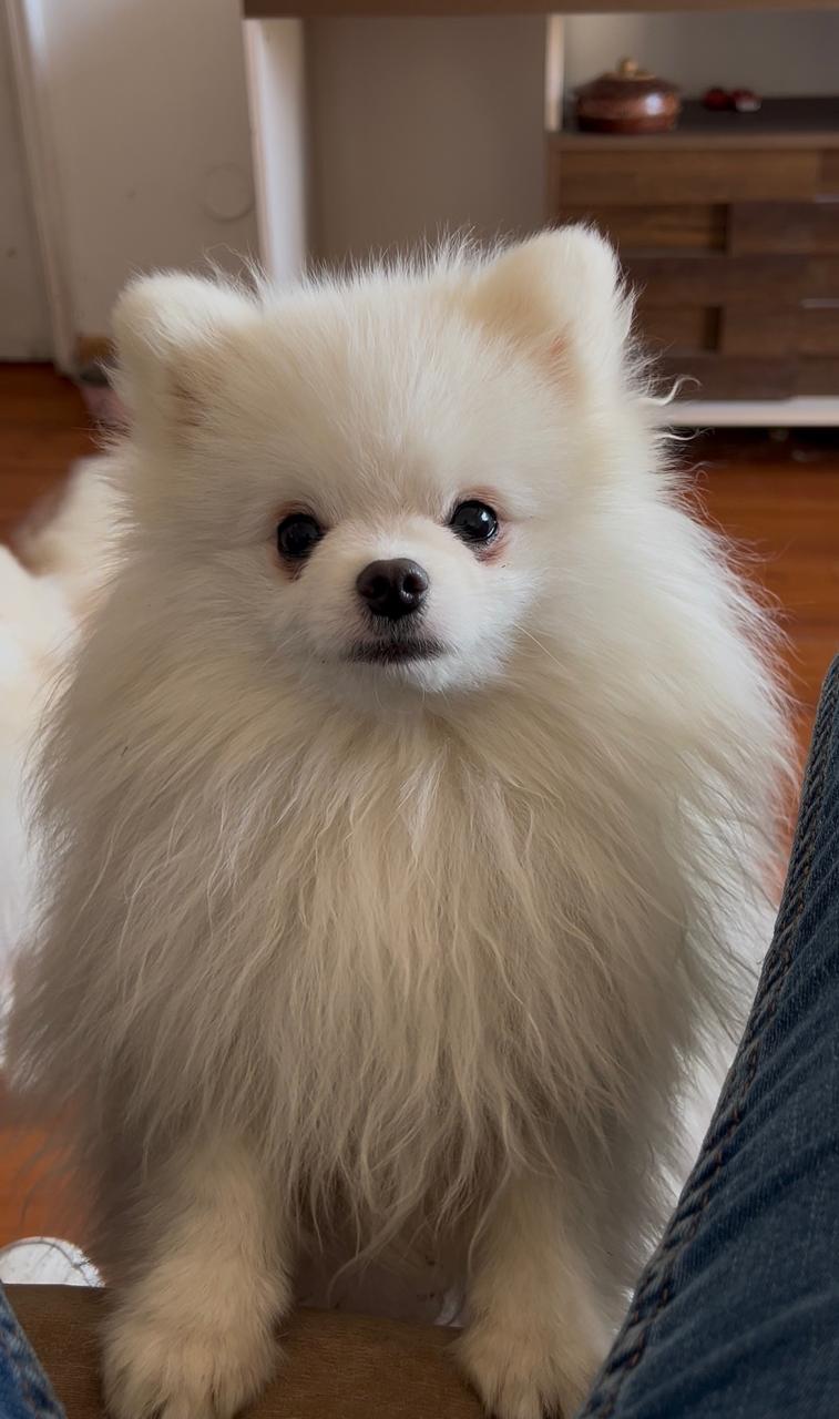 Pomerania de Fontecchio Pets